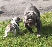 Mushy, a male English Bulldog for sale in Toms River, NJ – 3 of 7