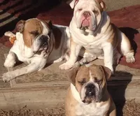 Tug, a male English Bulldog for sale in Toms River, NJ – 5 of 9