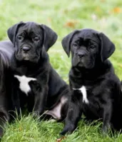 Jorda, a female Cane Corso for sale in Toms River, NJ – Photo 1 of 6