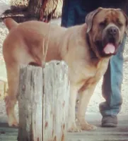 Jorda, a female Cane Corso for sale in Toms River, NJ – Photo 6 of 6