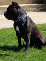 Jorda, a female Cane Corso for sale in Toms River, NJ – Photo 2 of 6