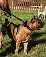 Pup3, a female Cane Corso for sale in Toms River, NJ – 5 of 9