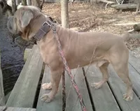 Pup3, a female Cane Corso for sale in Toms River, NJ – 3 of 9