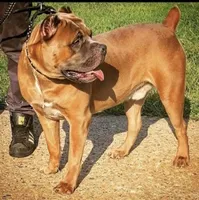 Pup2, a female Cane Corso for sale in Toms River, NJ – 7 of 7