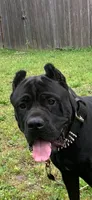 Pup2, a male Cane Corso for sale in Toms River, NJ – 3 of 7