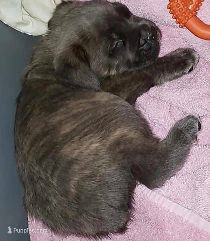 Misha – Cane Corso puppy for sale in Toms River, NJ
