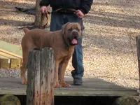 Pup1, a male Cane Corso for sale in Toms River, NJ – 7 of 9