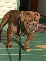 Deja blue, a female English Bulldog for sale in Toms River, NJ – 8 of 9