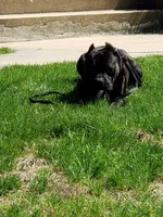 Pup3, a female Cane Corso for sale in Toms River, NJ – 9 of 9