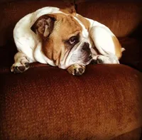 Cow girl, a female English Bulldog for sale in Toms River, NJ – Photo 6 of 10