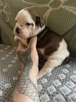 Cow girl, a female English Bulldog for sale in Toms River, NJ – Photo 2 of 10