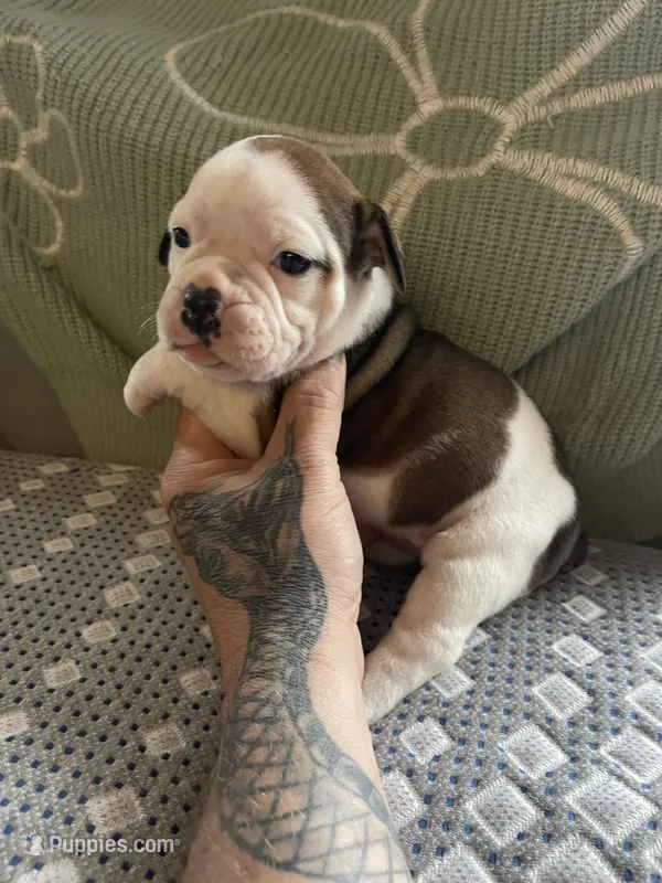Cow girl – English Bulldog puppy for sale in Toms River, NJ