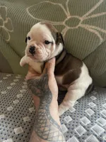 Cow girl, a female English Bulldog for sale in Toms River, NJ – Photo 1 of 10