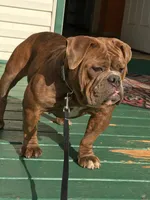 Cow girl, a female English Bulldog for sale in Toms River, NJ – Photo 8 of 10