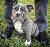Cow girl, a female English Bulldog for sale in Toms River, NJ – Photo 7 of 10