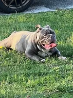 Cow girl, a female English Bulldog for sale in Toms River, NJ – Photo 5 of 10