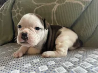 Cow girl, a female English Bulldog for sale in Toms River, NJ – Photo 3 of 10