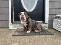 Mushy, a male English Bulldog for sale in Toms River, NJ – 5 of 7