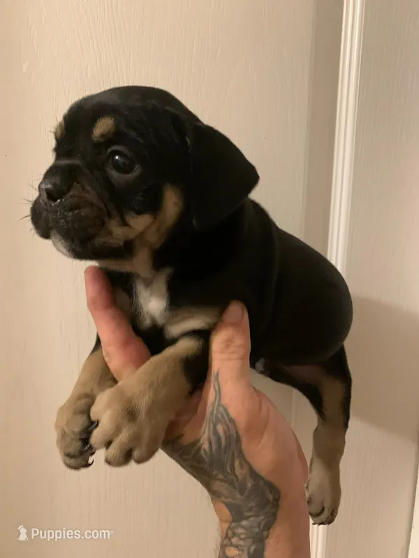 Jake – English Bulldog puppy for sale in Toms River, NJ