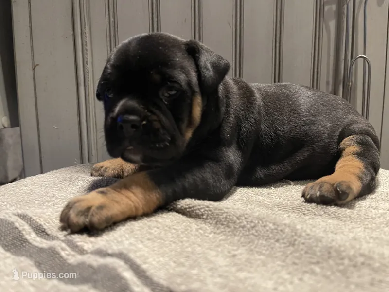 Zena – English Bulldog puppy for sale in Toms River, NJ