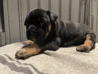 Zena, a female English Bulldog for sale in Toms River, NJ – 1 of 10