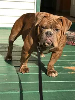 Thor, a male English Bulldog for sale in Toms River, NJ – 9 of 9