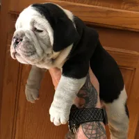 Thor, a male English Bulldog for sale in Toms River, NJ – 2 of 9