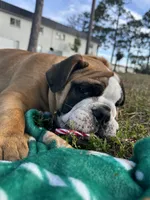 Tank, a male English Bulldog for sale in Fort Myers, FL – Photo 7 of 10