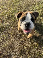 Tank, a male English Bulldog for sale in Fort Myers, FL – Photo 10 of 10