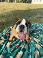 Tank, a male English Bulldog for sale in Fort Myers, FL – Photo 3 of 10