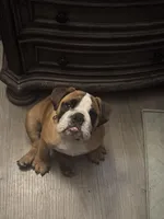 Tank, a male English Bulldog for sale in Fort Myers, FL – Photo 6 of 10