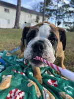Tank, a male English Bulldog for sale in Fort Myers, FL – Photo 4 of 10