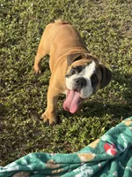 Tank, a male English Bulldog for sale in Fort Myers, FL – Photo 8 of 10