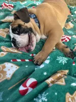 Tank, a male English Bulldog for sale in Fort Myers, FL – Photo 9 of 10