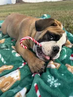Tank, a male English Bulldog for sale in Fort Myers, FL – Photo 1 of 10
