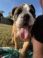 Tank, a male English Bulldog for sale in Fort Myers, FL – Photo 2 of 10