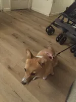 Amara, a female Pembroke Welsh Corgi for sale in Los Angeles, CA – 2 of 3
