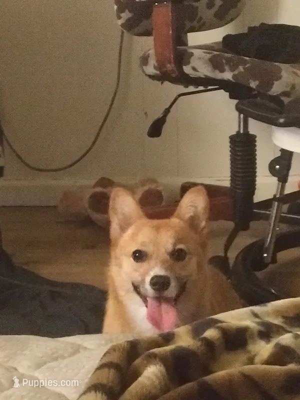 Amara – Pembroke Welsh Corgi puppy for sale in Los Angeles, CA