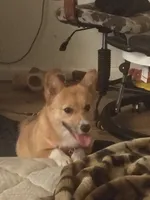 Amara, a female Pembroke Welsh Corgi for sale in Los Angeles, CA – 3 of 3