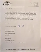 Princes(Pink collar), a male German Shepherd Dog for sale in Rochester, WA – Photo 4 of 4