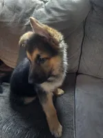 Princes(Pink collar), a male German Shepherd Dog for sale in Rochester, WA – Photo 2 of 4