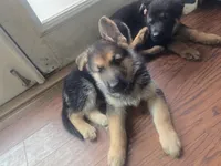 Princes(Pink collar), a male German Shepherd Dog for sale in Rochester, WA – Photo 1 of 4