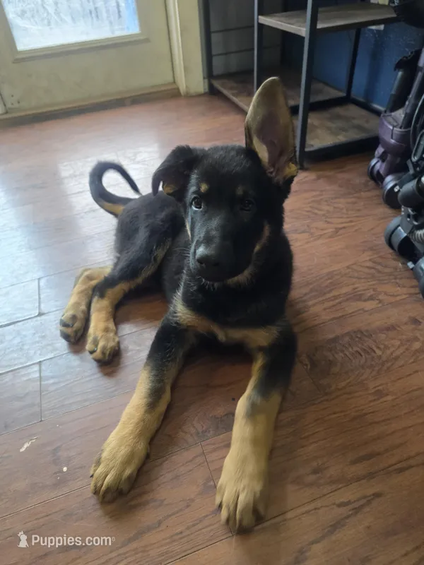 Leo(Grey collar) – German Shepherd Dog puppy on hold in Rochester, WA