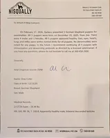 Leo(Grey collar), a male German Shepherd Dog for sale in Rochester, WA – Photo 3 of 3