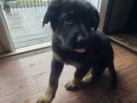 Leo(Grey collar), a male German Shepherd Dog for sale in Rochester, WA – Photo 2 of 3