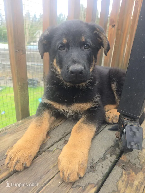 Leo(Grey collar), a male German Shepherd Dog for sale in Rochester, WA – Photo 1 of 3