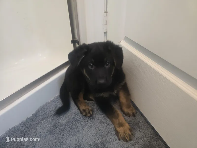 Tank(black collar), a male German Shepherd Dog for sale in Rochester, WA – Photo 1 of 3