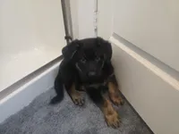 Tank(black collar), a male German Shepherd Dog for sale in Rochester, WA – Photo 1 of 3