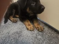 Tank(black collar), a male German Shepherd Dog for sale in Rochester, WA – Photo 2 of 3