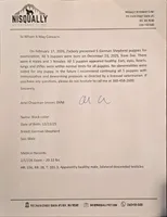 Tank(black collar), a male German Shepherd Dog for sale in Rochester, WA – Photo 3 of 3